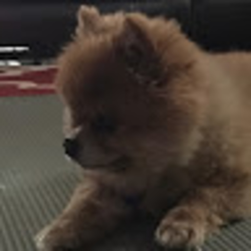 Meet your Posher, Kiwidog42